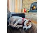Mia~+ Jack Russell Terrier Female