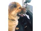 Lancel Shar Pei Adult Female