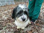 Rocko ~ Shih Tzu Male