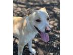 Vanilla Labrador Retriever Adult Female