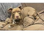 Bella American Bulldog Adult Female