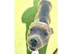 Morgan American Pit Bull Terrier Adult Female