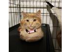 Sriracha American Shorthair Young Female