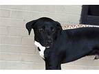 Mudbone Labrador Retriever Young Male