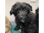 Teddy Yorkie, Yorkshire Terrier Puppy Male