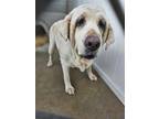 Sophia Labrador Retriever Senior Female