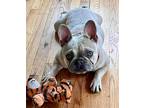 Lady $750 French Bulldog Young Female