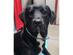 Fred Labrador Retriever Adult Male