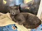 Chalupa British Shorthair Adult Female