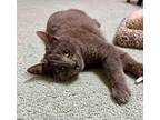 Jasper Russian Blue Young Male
