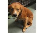 Baby Seal'S Boyfriend Retriever (Unknown Type) Adult Male