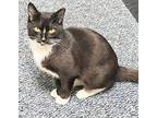 Tonti aka Oreo Domestic Shorthair Kitten Female