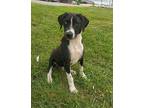 Egmon Labrador Retriever Young Male