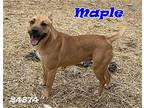 Maple Carolina Dog Young Female