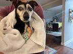 Mighty Joe Young Dachshund Senior Male