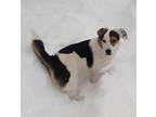 Poe Beagle Puppy Male
