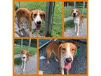 Trent Hound (Unknown Type) Adult Male