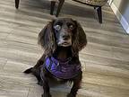 Lily English Cocker Spaniel Senior Female