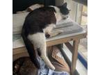 Adopt Betty a Domestic Short Hair