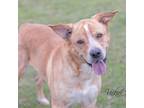 Adopt Joe a Terrier, Anatolian Shepherd