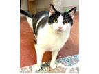 Adopt Mr. Tuxx a Tuxedo