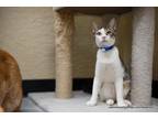 Adopt Grover a Tabby