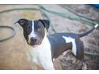 Adopt Bane a Staffordshire Bull Terrier, Mixed Breed