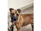 Adopt BAMBINO a Shar-Pei, Mixed Breed