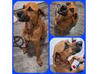 Adopt Henry a Hound, Black Mouth Cur