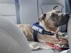 Adopt ROTINI a Plott Hound, Mixed Breed