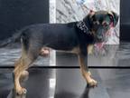 Adopt Mandolin a Labrador Retriever, Catahoula Leopard Dog