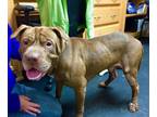 Adopt Sonny (SPONSORS needed!) a Shar-Pei, Pit Bull Terrier