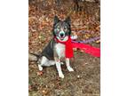 Adopt Rocky a Husky, Mixed Breed
