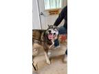 Adopt Koda a German Shepherd Dog, Alaskan Malamute
