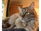 Adopt Wetzel a Domestic Long Hair, Tabby