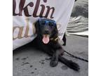 Adopt Cosmo a Australian Shepherd