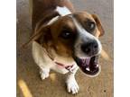 Adopt Pearl Jam (P.J.) a Basset Hound, Beagle