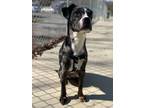Adopt Ted a Cane Corso, Australian Cattle Dog / Blue Heeler