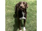 Adopt Beck a Chocolate Labrador Retriever