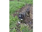 Adopt CHEVY a Plott Hound