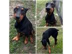 Adopt KRISTO a Doberman Pinscher