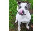 Zahira American Pit Bull Terrier Adult Female