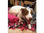 Mitzi Parson Russell Terrier Adult Female
