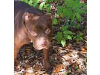 Brantley American Pit Bull Terrier Adult Male