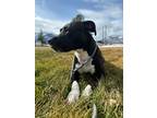 Hydra American Pit Bull Terrier Adult Female