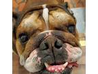 Candy English Bulldog Adult Female