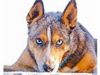 Roo Australian Cattle Dog Senior Female
