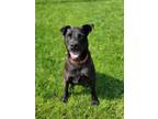 Adopt Benny a Labrador Retriever