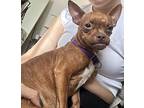 Margaret Roberts “Margot” Chihuahua Adult Female