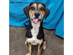 Crue Hound (Unknown Type) Young Male